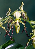 Orchid (Paphiopedilum parishii)