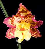 Orchid (Odontoglossum 'Franz Whichmann')
