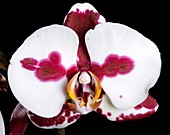 Orchid (Phalaenopsis 'Polka dots')