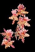 Orchid (Colmanara 'Wild Cat')