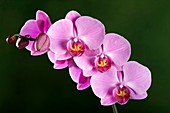 Orchid (Doritaenopsis sp.)