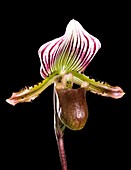 Orchid (Paphiopedilum sp.)