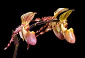 Orchid (Paphiopedilum philippinense)
