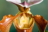 Orchid (Paphiopedilum x Americain)