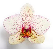 Orchid (Phalaenopsis sp.) flower