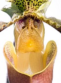Orchid (Paphiopedilum sp.) flower