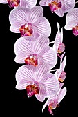 Orchid (Phalaenopsis sp.) flowers