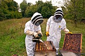 Beekeeping