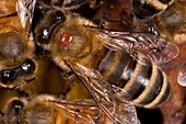 Honey bee with Varroa mite