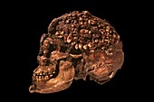 Cro-magnon fossil skull