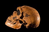 Cro-magnon fossil skull