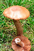 Cinnamon webcap mushrooms