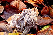 Grey coral fungus