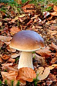 Penny bun mushroom