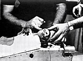 Rhesus monkey launch recovery,1959