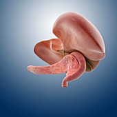 Liver,gallbladder and pancreas,artwork