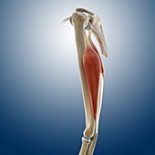 Triceps muscle,artwork