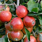 Apple (Malus domestica 'Clivia')