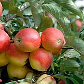 Apple (Malus domestica 'Gala')