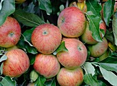 Apple (Malus domestica 'Pimona')