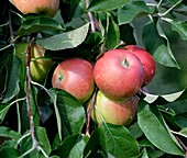 Apple (Malus domestica 'Red Topaz')