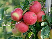 Apple (Malus domestica 'Svatava')