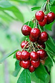 Wild Cherry (Prunus avium 'Cainiola')
