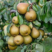 Pyrus communis 'Gellerts Butterbirne'