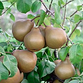 Pear (Pyrus communis 'Uta')