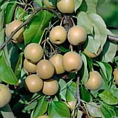 Pear (Pyrus pyrifolia 'He Tu Pear')