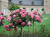 Rose (Rosa 'Rosarium Uetersen')