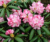 Rhododendron yakushimanum 'Emanuela'