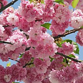 Prunus serrulata 'Pink Perfektion'