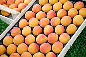 Apricots (Prunus armeniaca 'Hargrand')