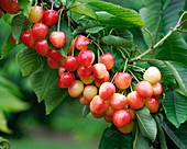 Cherry (Prunus avium 'Sue')
