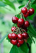 Cherry (Prunus avium 'Cainiola')