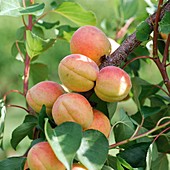 Apricot (Prunus armeniaca 'Bergeron')