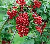 Redcurrant (Ribes rubrum 'Herosta')