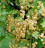 Whitecurrant (Ribes rubrum 'Primus')