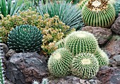 Barrel Cactus (Echinocactus grusonii)
