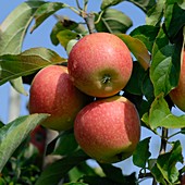 Malus domestica 'Golden Delicious'