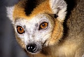 Female crowned lemur