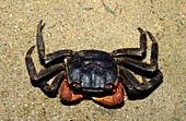 Sally-light-foot crab