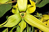 Ylang-ylang (Cananga odorata) flower