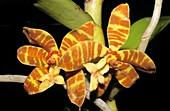 Orchid (Trichoglottis fasciata) flowers