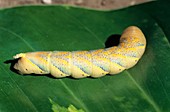 Hawkmoth caterpillar