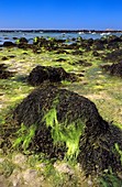 Seaweed-covered coast