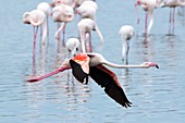 Greater flamingo in flight