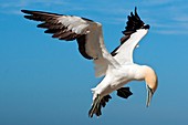 Cape gannet in flight