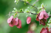 Bushwillow (Combretum sp.) seeds